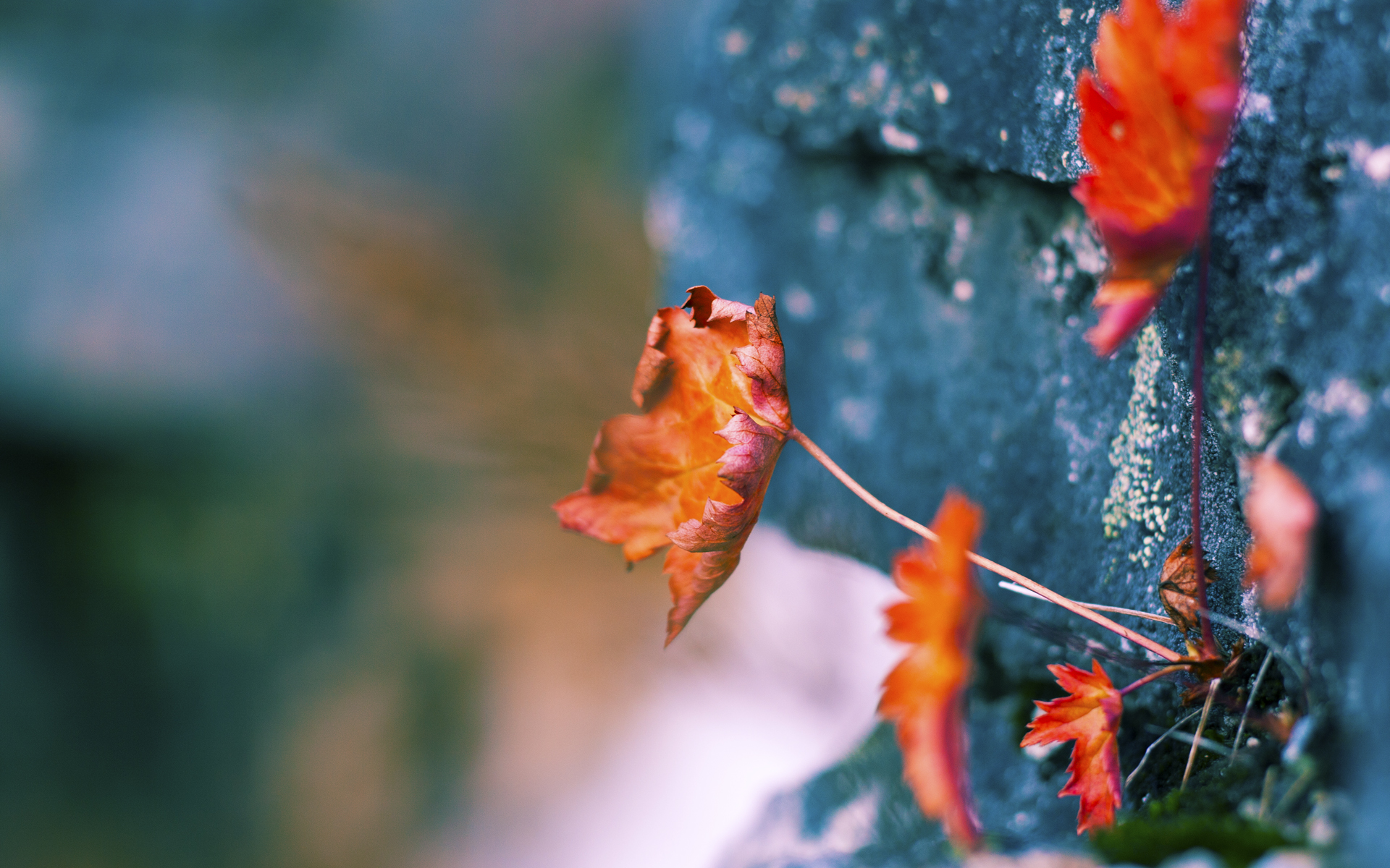 中国蓝征服美国之夜,北京队力克雄鹿,英格拉姆攻防转换核心主宰赛场