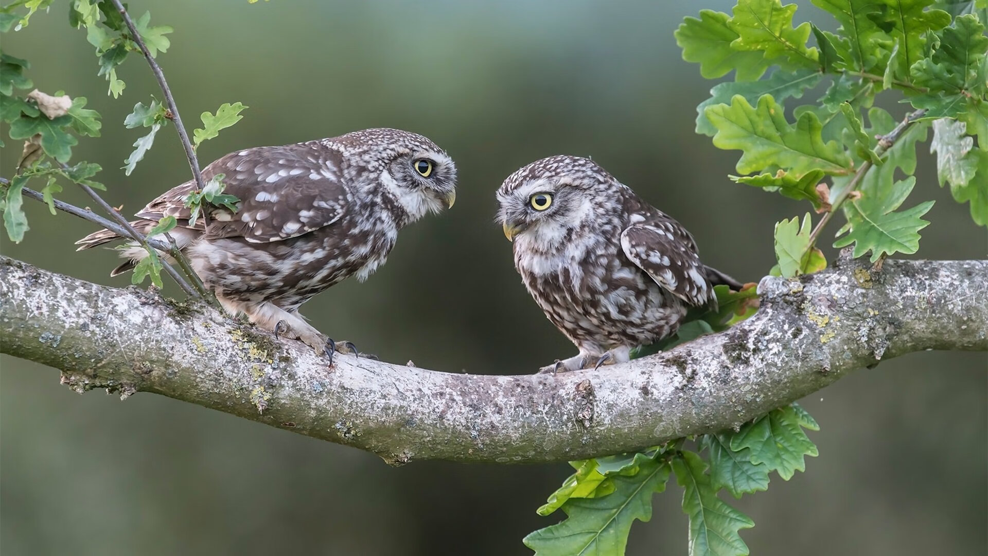 浴火重生！布伦森完成自我救赎，独行侠主场捍卫达拉斯