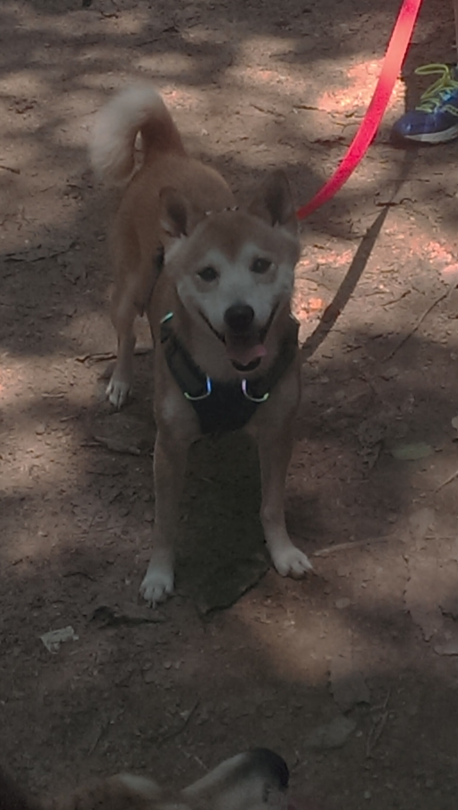 门迪一夫当关！雷恩客场逼平智利大学，法甲门神成南美远征军定海神针