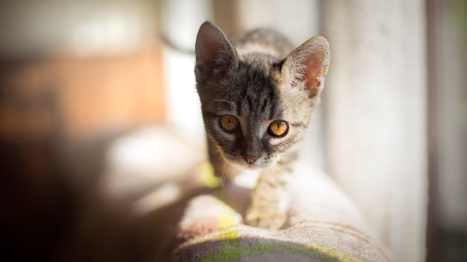 疾速绝杀,F1揭幕战的极限策略与篮球赛场的最后一击