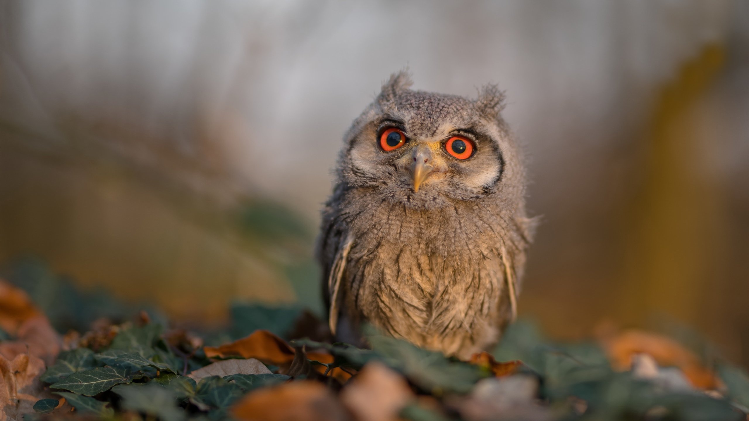 救赎之光与蓝色狂想,足球叙事中的个人与集体史诗