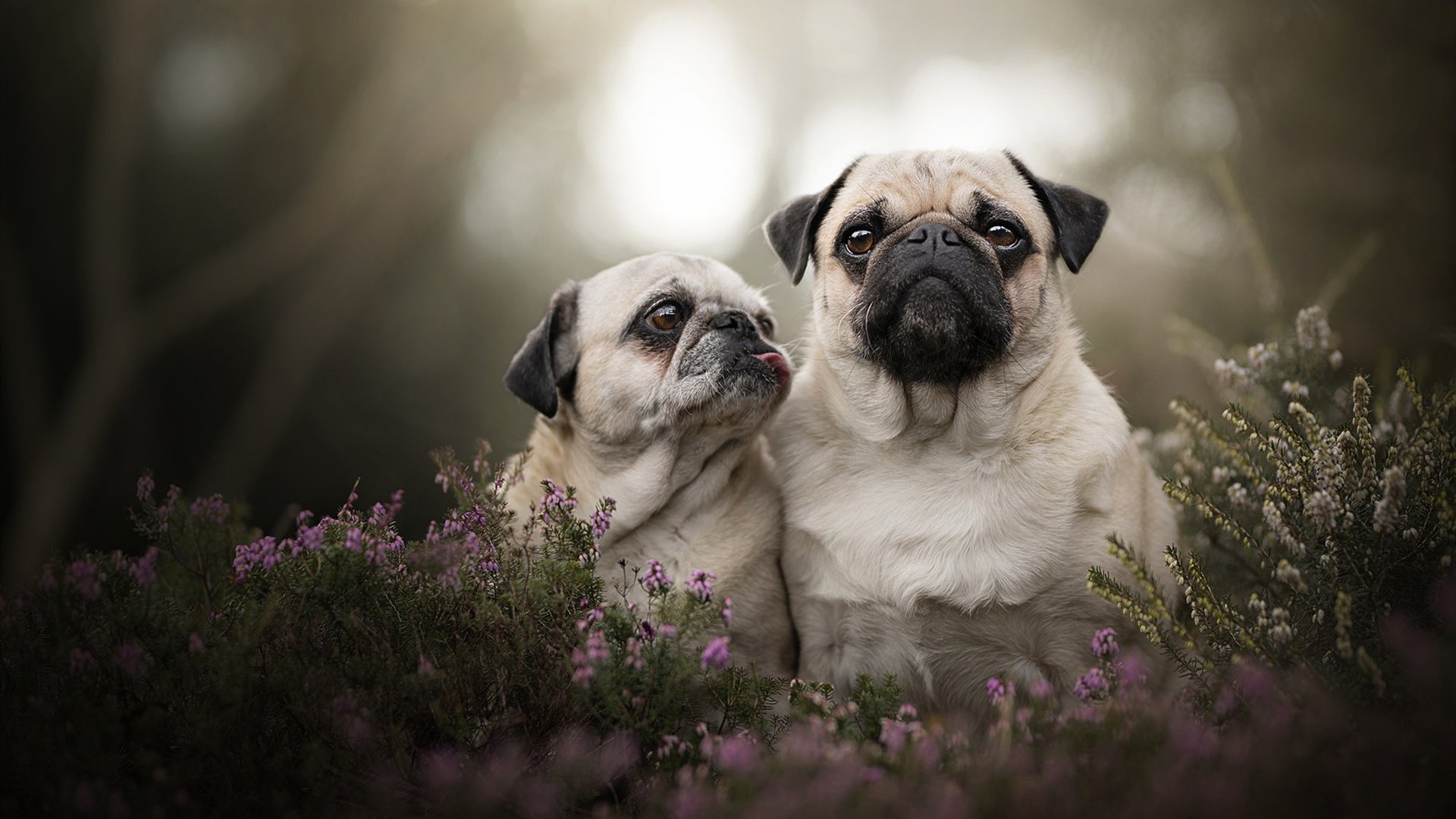 个体神迹与团队颠覆,当哈兰德跨越攻防两端,突尼斯击碎哥斯达黎加