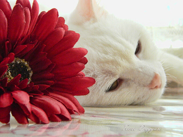 圣西罗的革命，伊萨克完美评分背后，足坛新王的崛起宣言