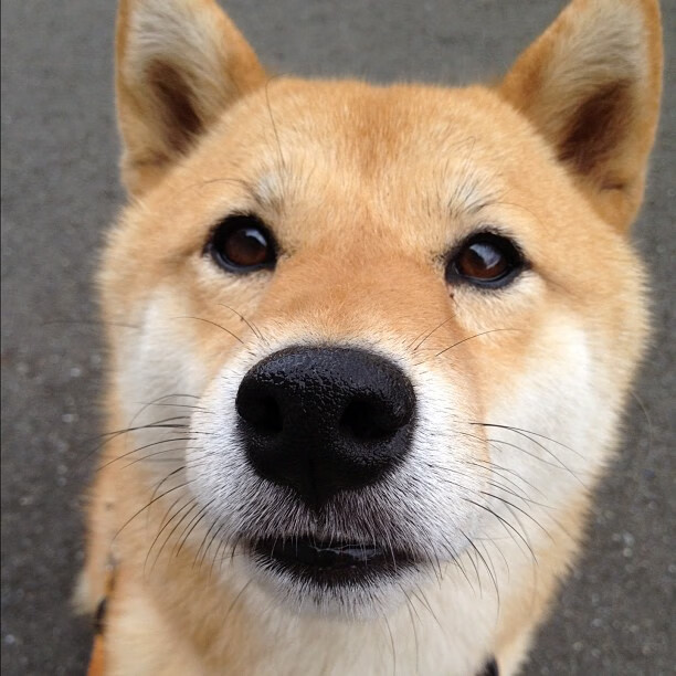 跨界天王山之战,爵士末节收割广东,米切尔47分封神