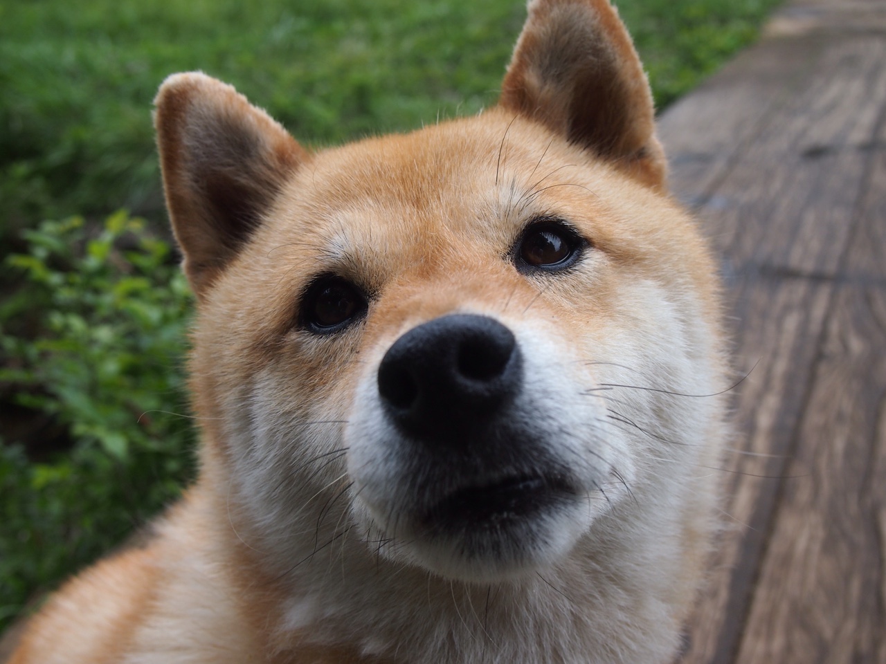 冰与火之歌,法比尼奥的绝境指挥,南非掀起惊天逆转狂澜