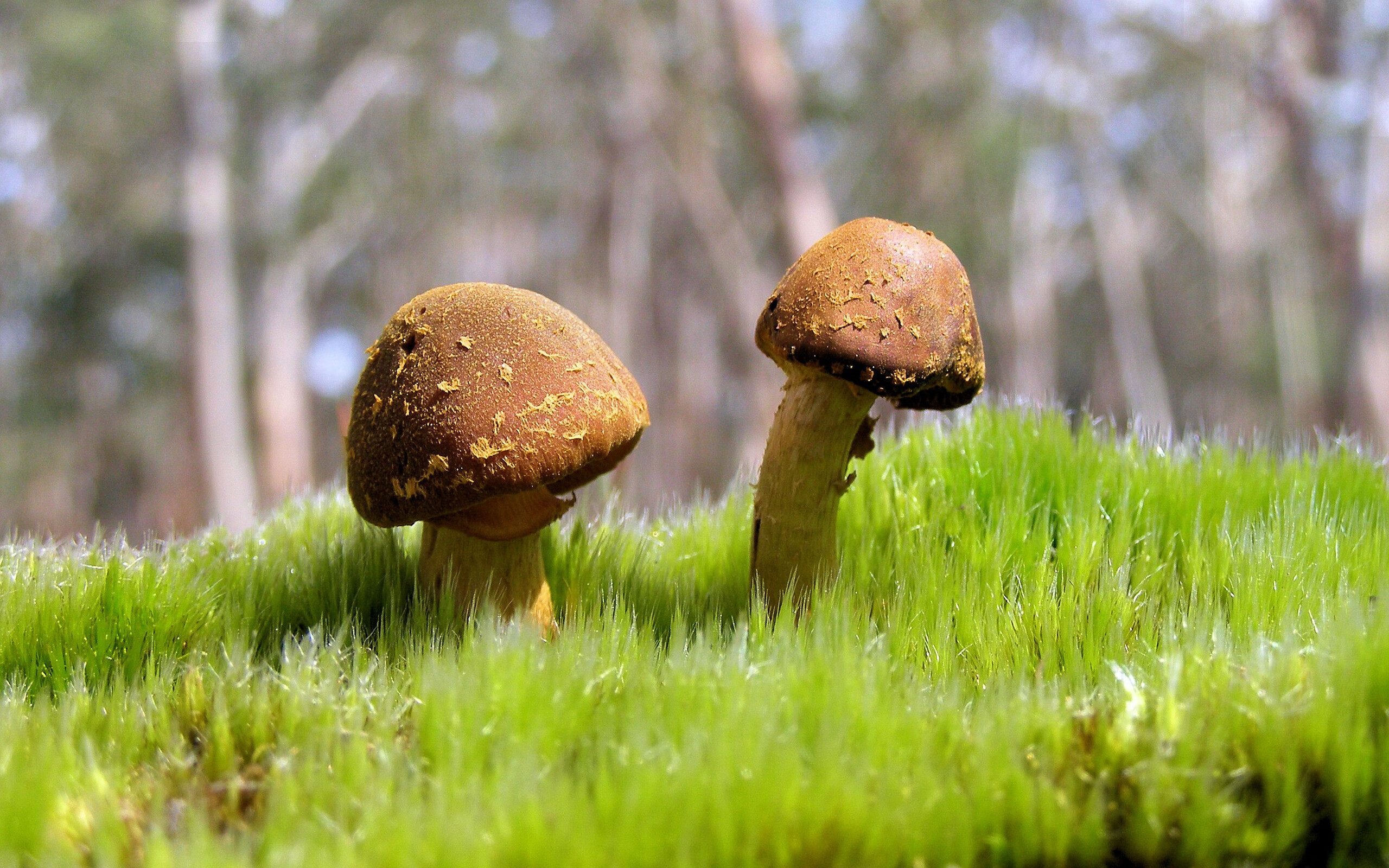 南半球风暴，卡塔尔夜战中崛起的新西兰冠军