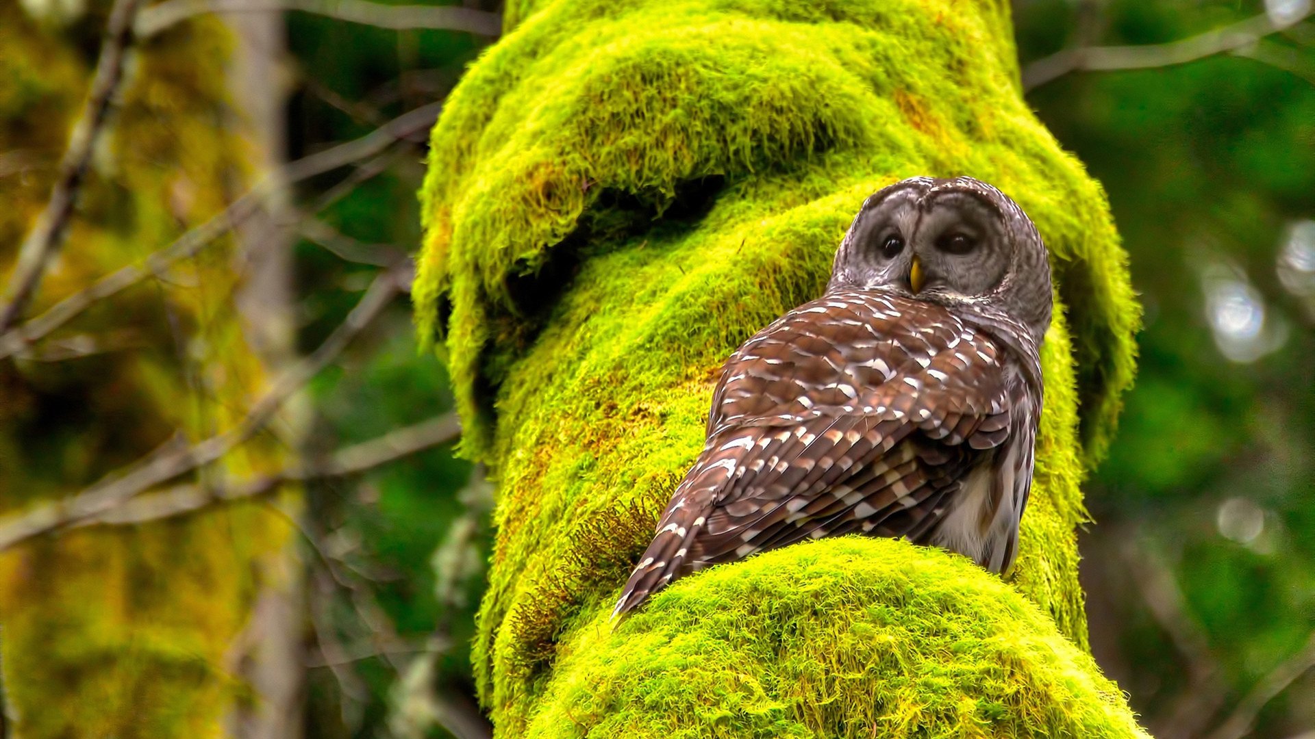 北非雄狮怒吼亚平宁，德里赫特一锤定音，摩洛哥历史性晋级佛罗伦萨