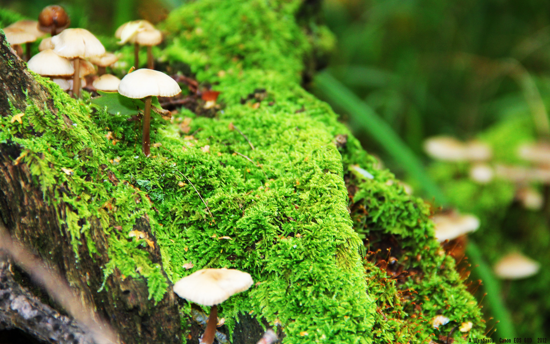 救火传说，布伦森压力下完成爆发，吉林队斩落深圳队