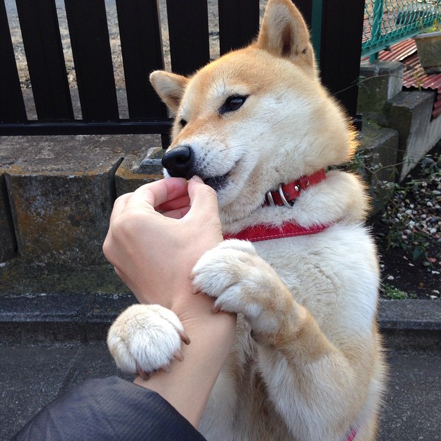 中国铁闸锁死尼斯，若日尼奥妙传定乾坤