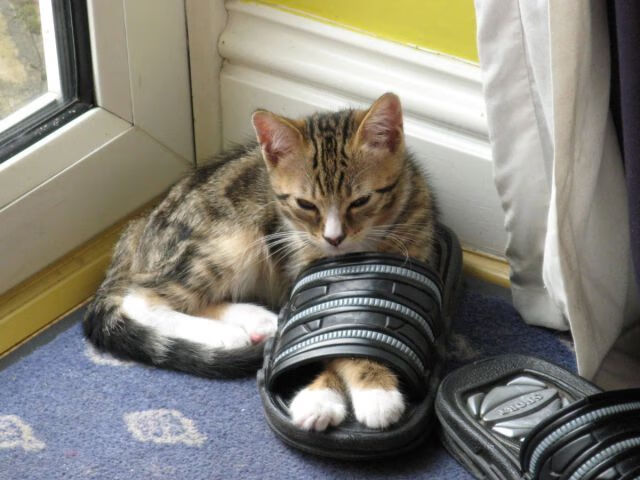 利刃出鞘！莱奥单点爆破摧毁防线，巴拉圭闪电战提前让卡塔尔梦想破灭