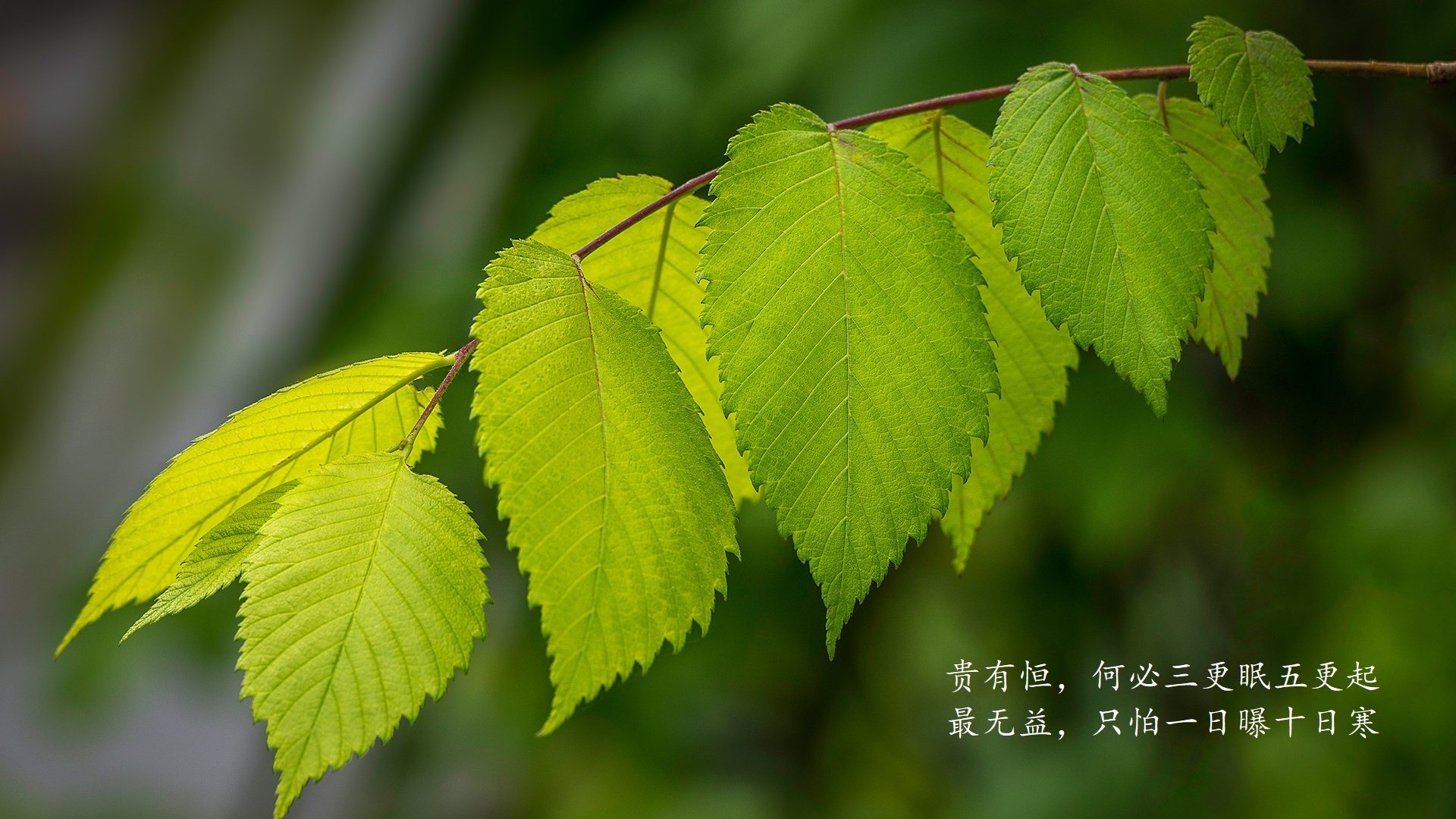 唯一性的撕裂,当北欧巨人的铁蹄踏碎维也纳森林,久保建英用非典型一击定义2026世界杯的残酷美学
